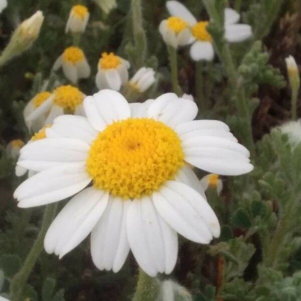 Anthemis tomentosa Flower