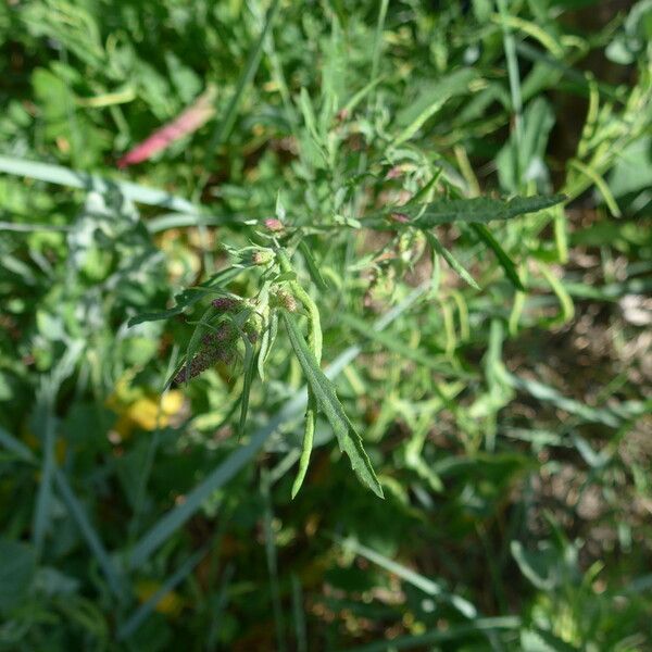 Atriplex littoralis फूल