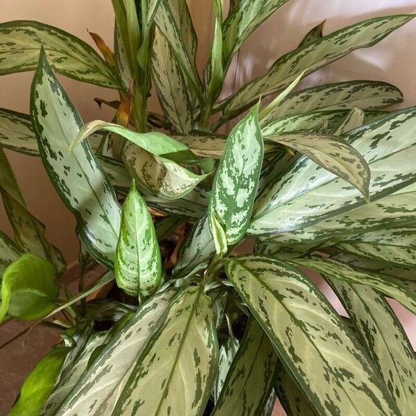 Aglaonema nitidum 叶