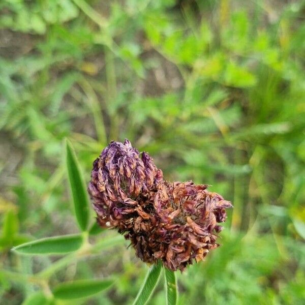 Trifolium alpestre Květ