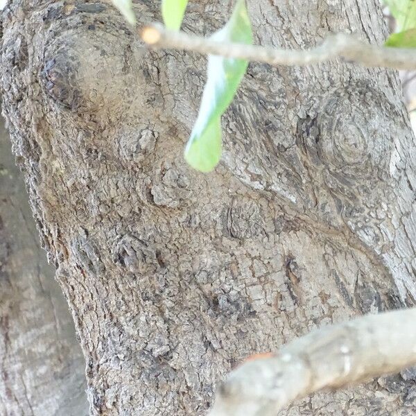 Anacardium occidentale Bark