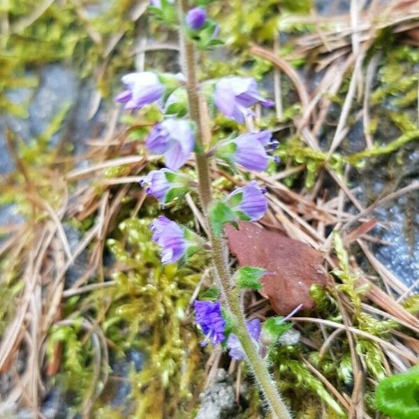 Veronica officinalis Λουλούδι