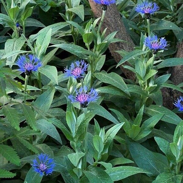 Centaurea triumfettii 花