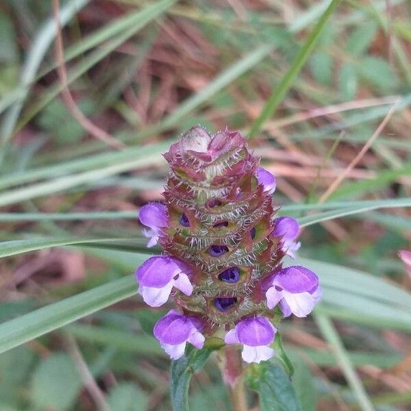 Prunella vulgaris Žiedas