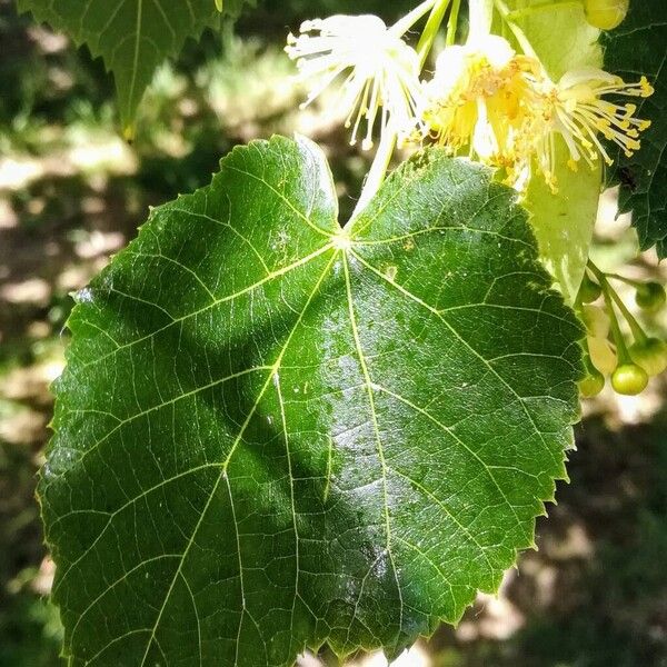 Tilia cordata Leaf