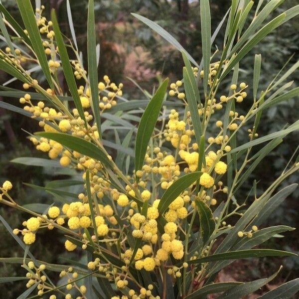 Acacia pycnantha Flower