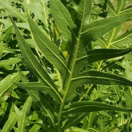 Silphium laciniatum Leaf