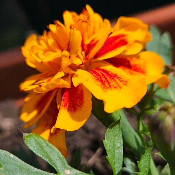 Tagetes patula Flor