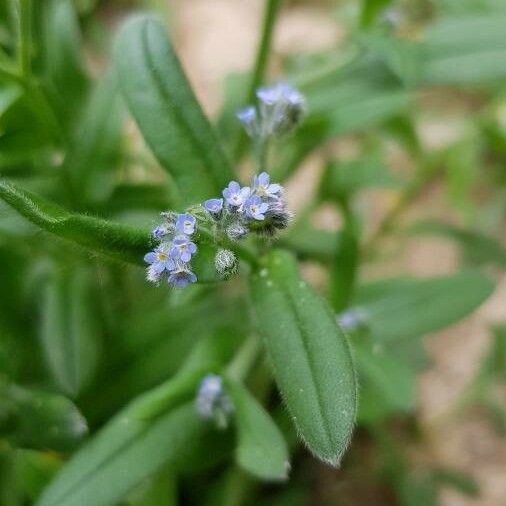 Myosotis stricta Blomst