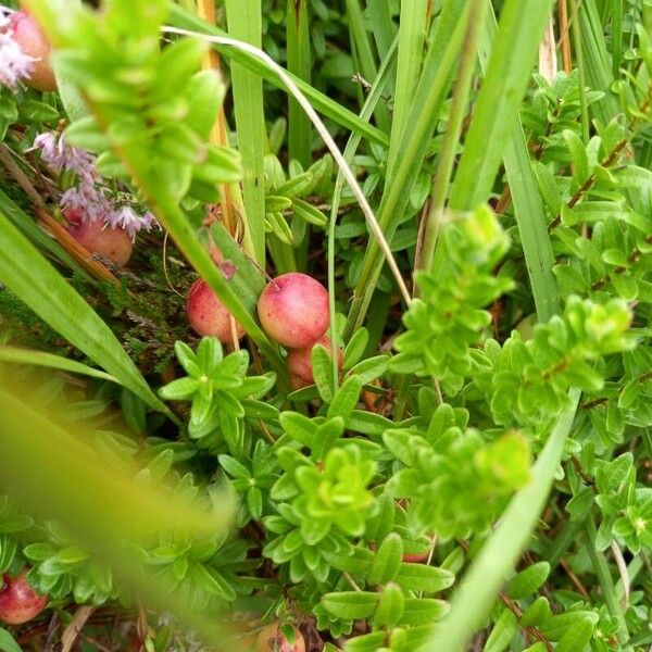 Vaccinium oxycoccos Deilen