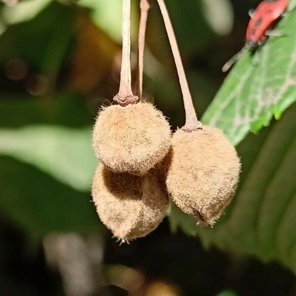 Tilia platyphyllos Fruct