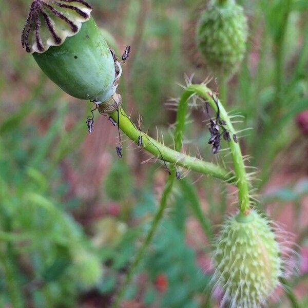 Papaver apulum Frugt