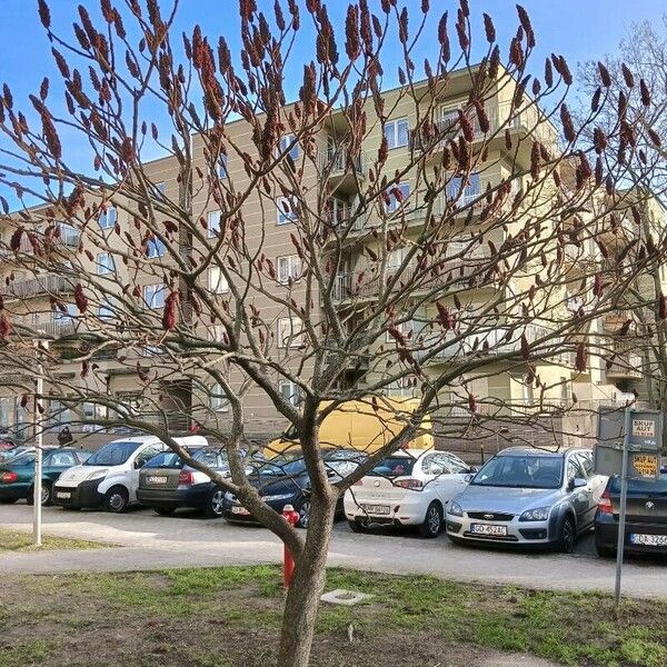 Rhus typhina Hábito