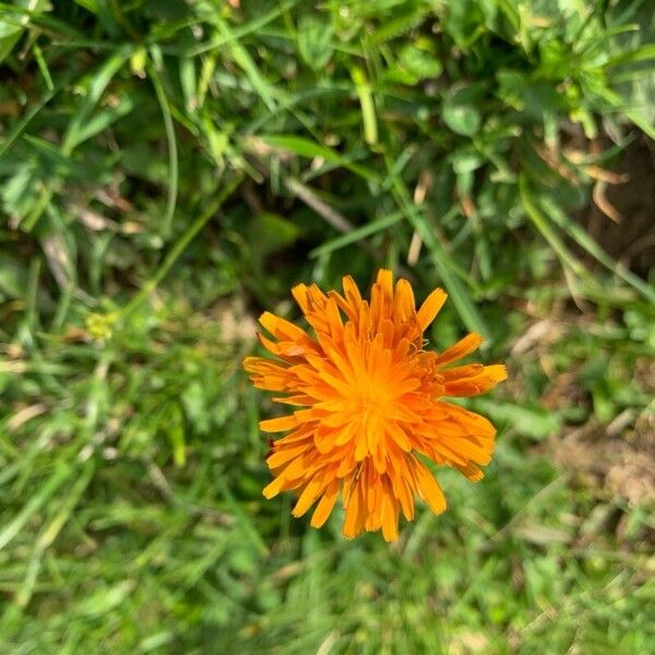 Crepis aurea Flor