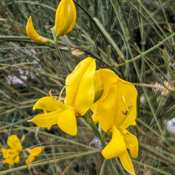 Spartium junceum Flower