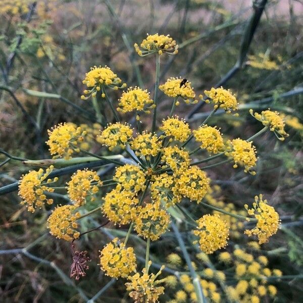 Foeniculum vulgare 花