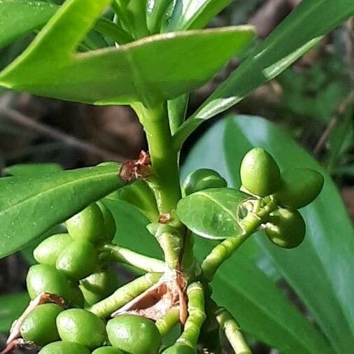 Daphne laureola 果實