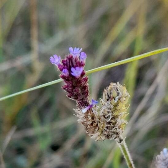 Verbena litoralis Flower