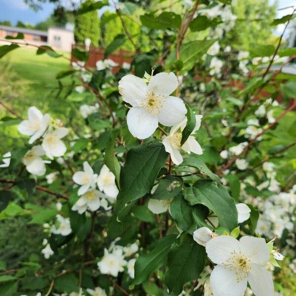 Philadelphus lewisii फूल