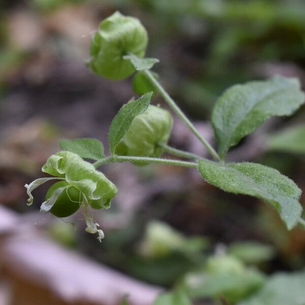 Silene baccifera Froito