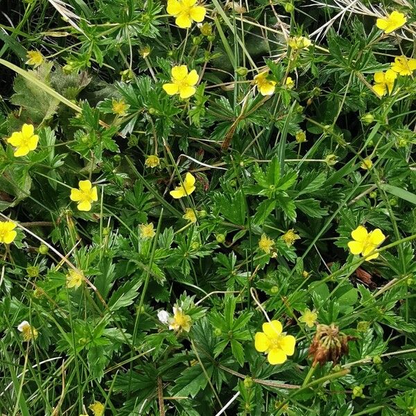 Potentilla erecta Fiore