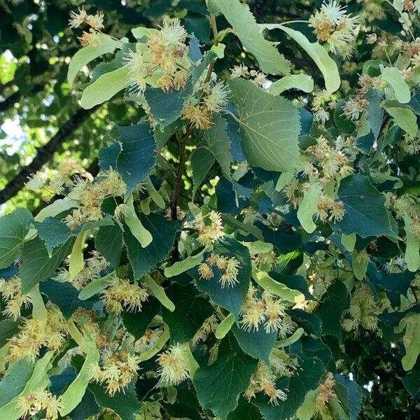 Tilia cordata Kukka