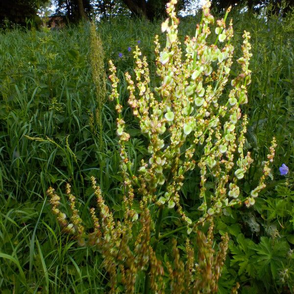 Rumex thyrsiflorus Fruit