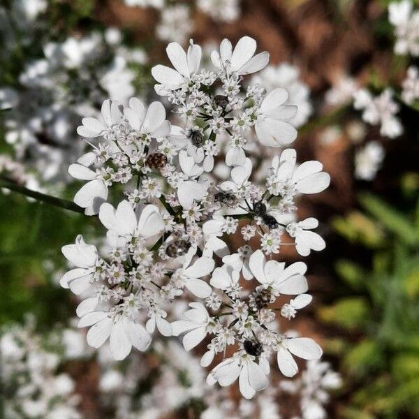 Coriandrum sativum Blomma