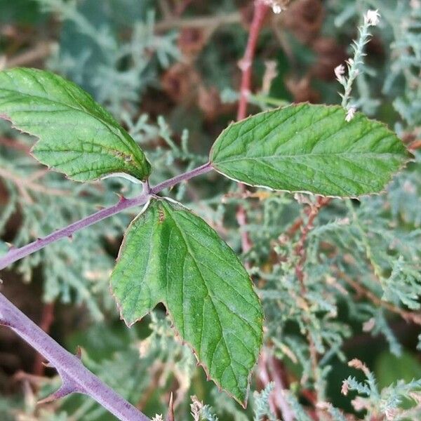 Rubus ulmifolius Ліст