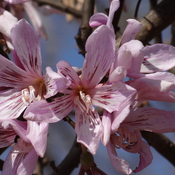 Ceiba pubiflora Кветка