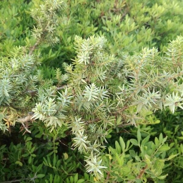 Juniperus macrocarpa Лист