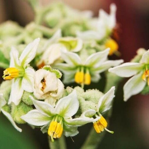 Solanum erianthum Blomma