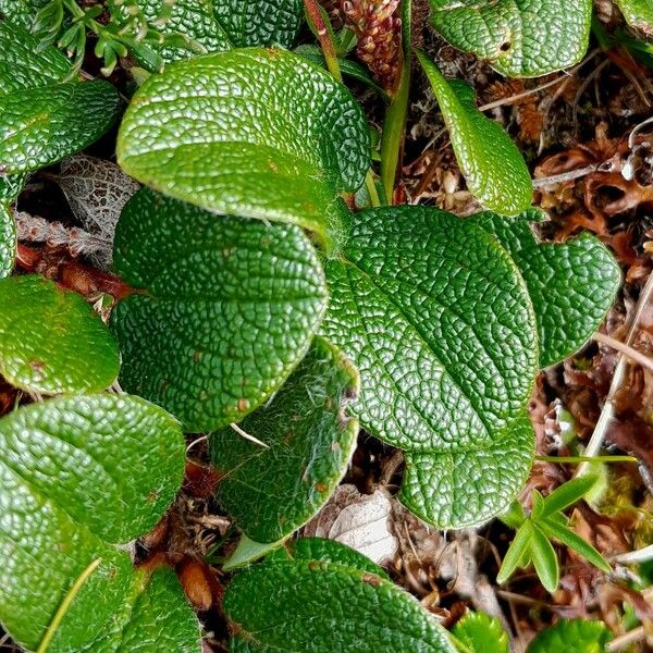 Salix reticulata Leaf