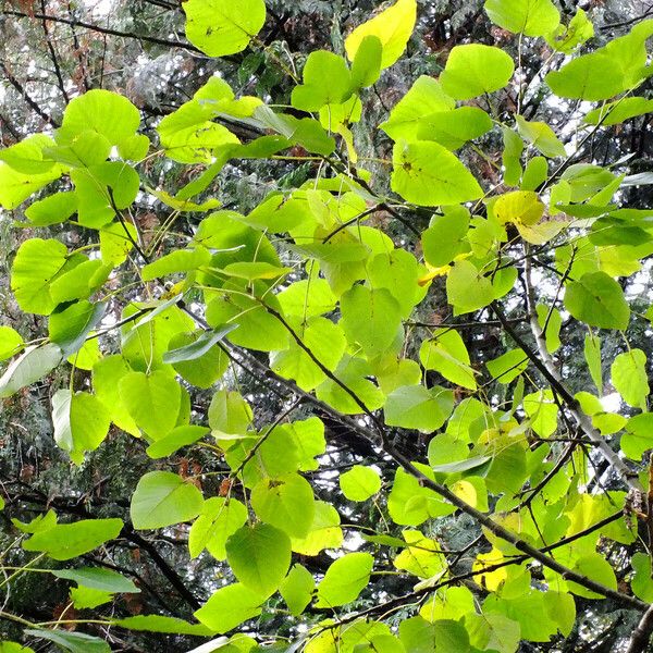 Populus heterophylla Blatt