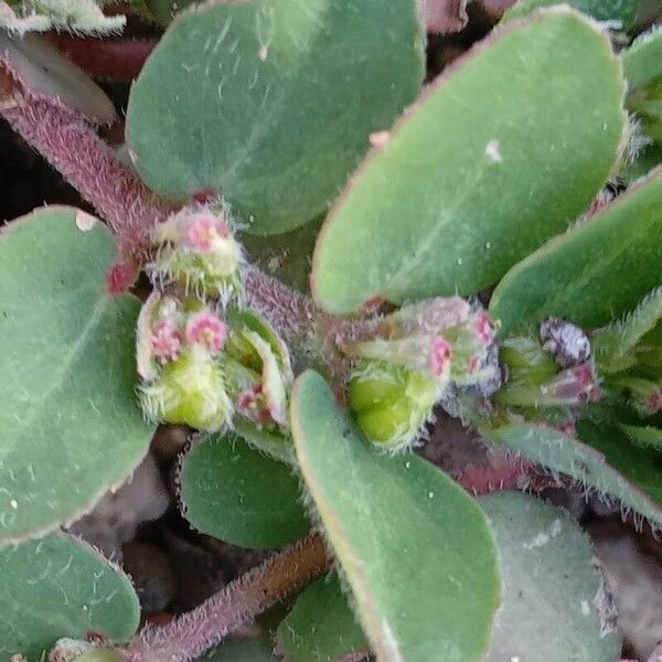 Euphorbia prostrata ഫലം