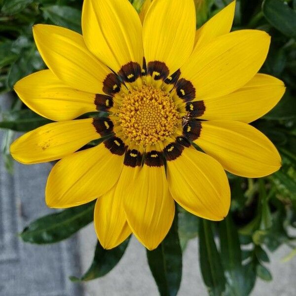 Gazania rigens Flower