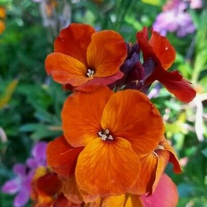 Erysimum × cheiri Blüte