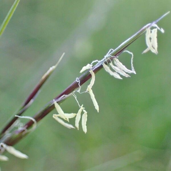 Nardus stricta Fruit