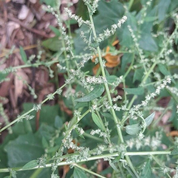 Atriplex prostrata Fiore