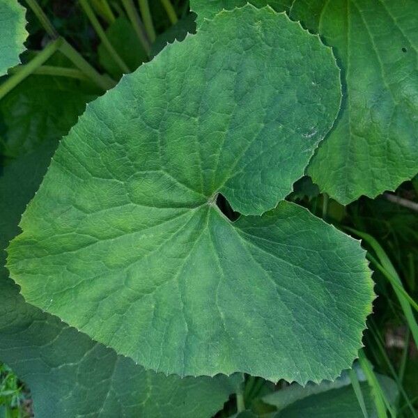 Adenostyles alpina Leaf