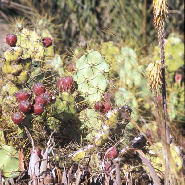 Opuntia dillenii Plod