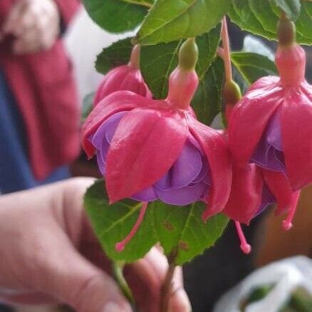 Fuchsia magellanica Cortiza