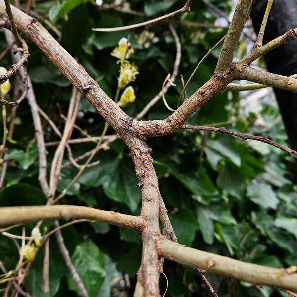 Salix atrocinerea പുറംതൊലി
