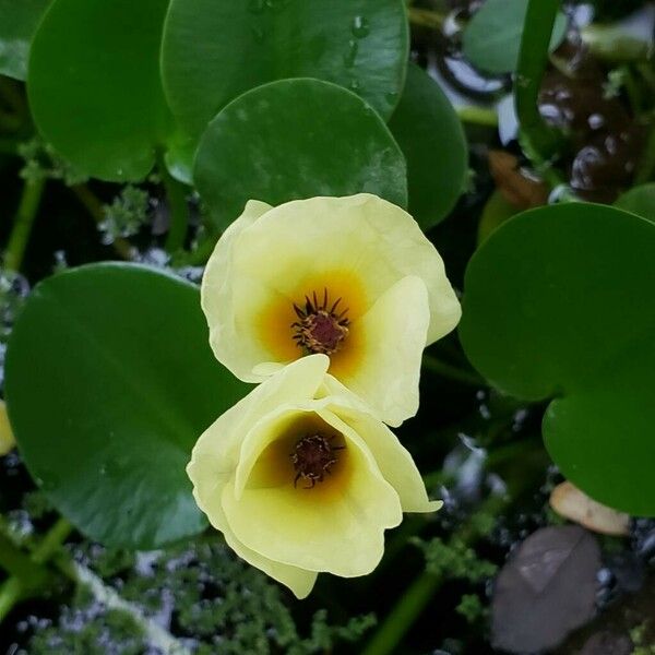 Hydrocleys nymphoides Flor