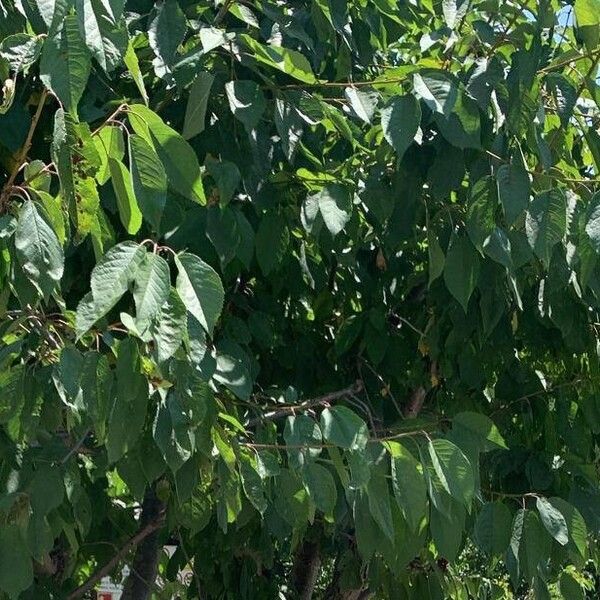 Prunus cerasus Leaf