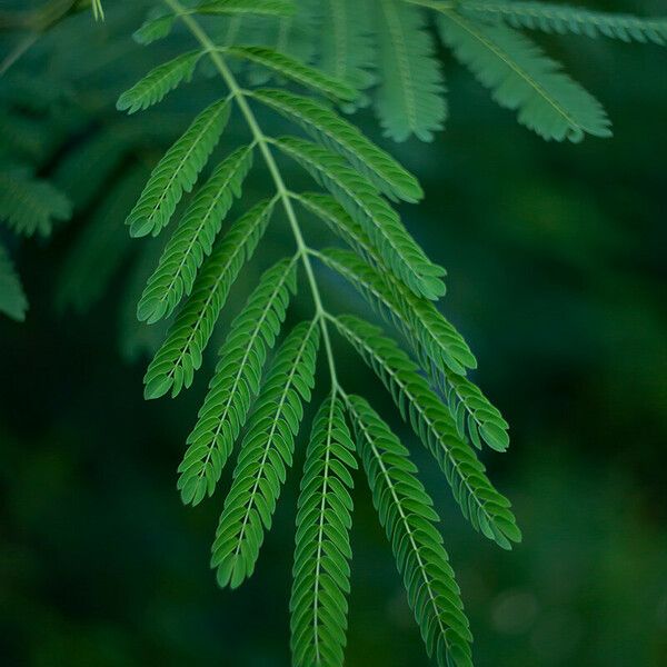 Leucaena leucocephala ᱥᱟᱠᱟᱢ