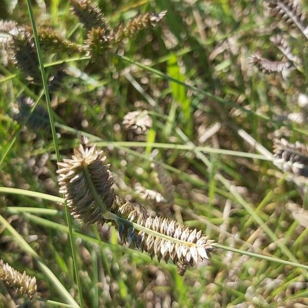 Eleusine tristachya Fruit