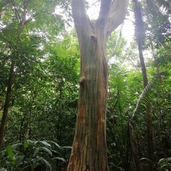 Eucalyptus deglupta बार्क (छाल)