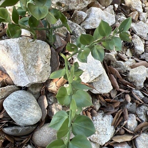 Ruscus aculeatus Frunză