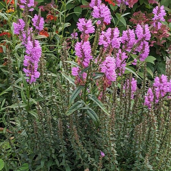 Physostegia virginiana Habit